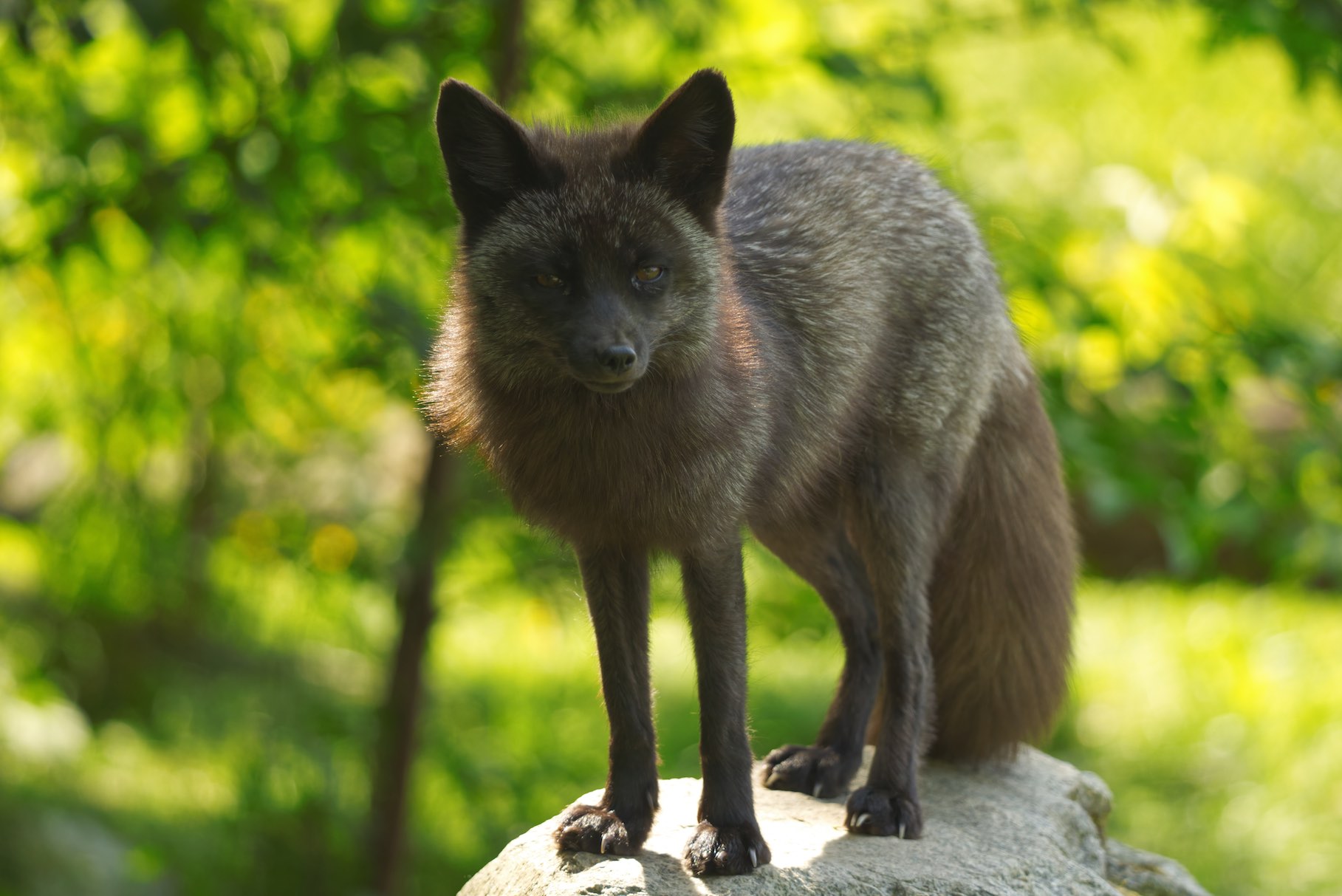 Fox 5 0615